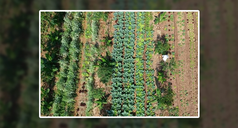 Agricultura regenerativa: la clave para la conservación de suelos y la sostenibilidad agrícola