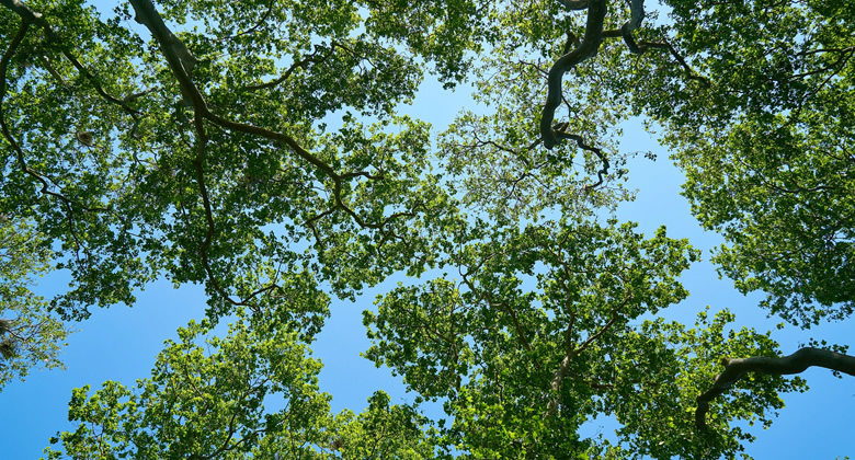 Infraestructura verde urbana como herramienta para la conservación de la biodiversidad